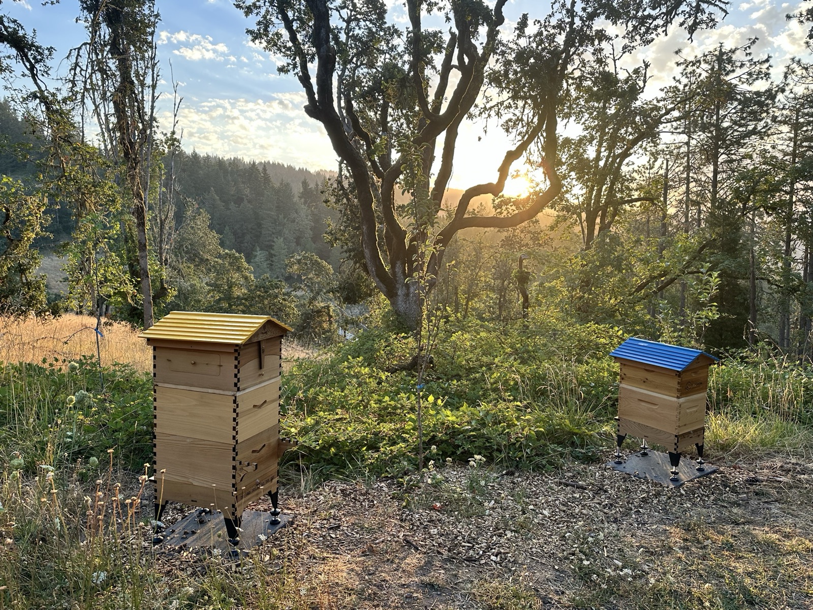 Two Villa Bee hives at sunset among oak trees