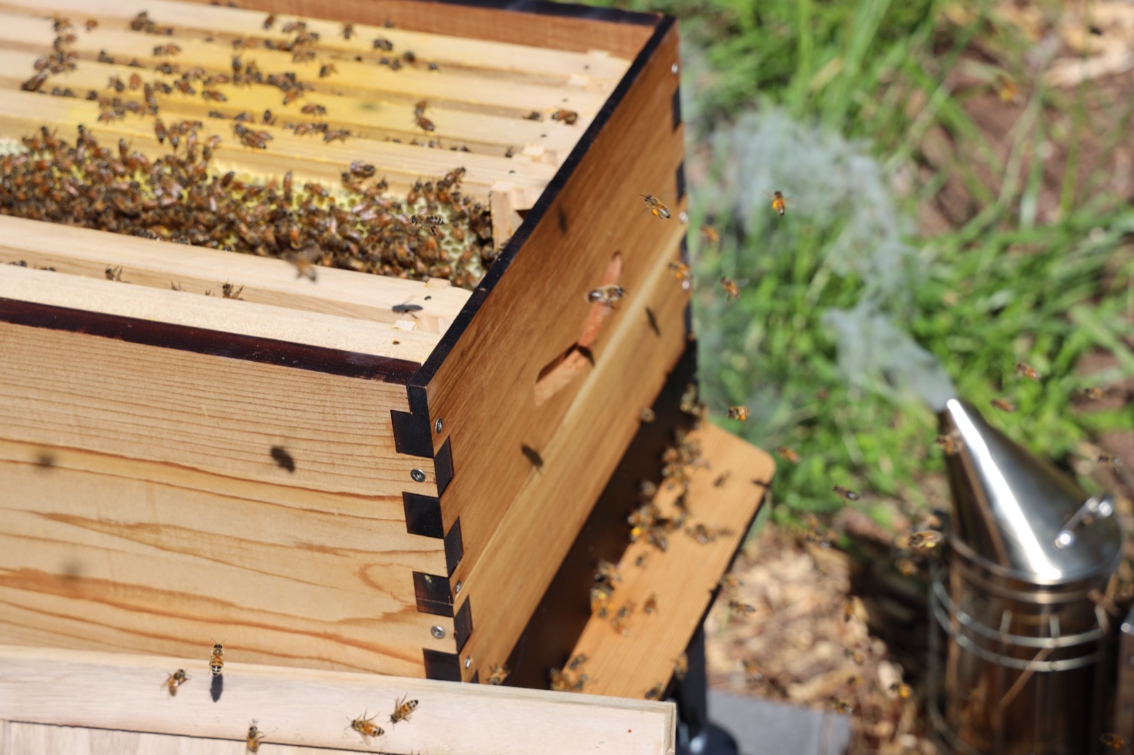A hive box and smoker in the apiary